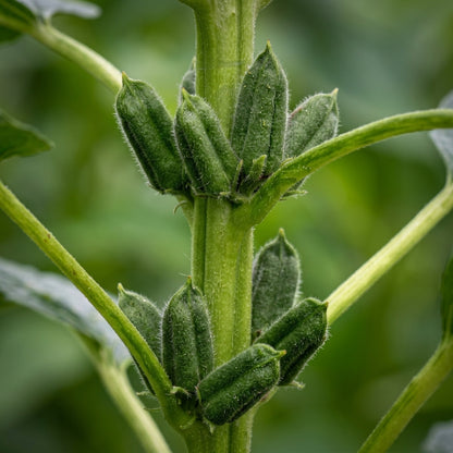 White Sesame Seeds for Planting – Gingelly Til Sesamum indicum Heirloom Oilseed Seeds