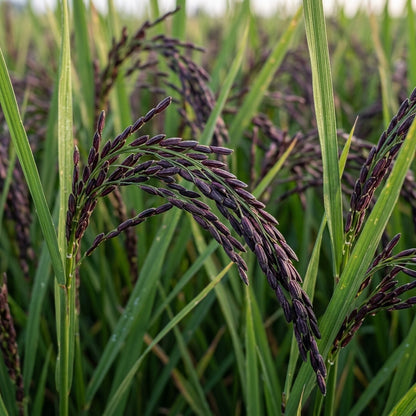 Black Rice Seeds Oryza sativa – Forbidden Rice Heirloom Paddy Grain Seeds for Planting