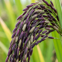 Black Rice Seeds Oryza sativa – Forbidden Rice Heirloom Paddy Grain Seeds for Planting