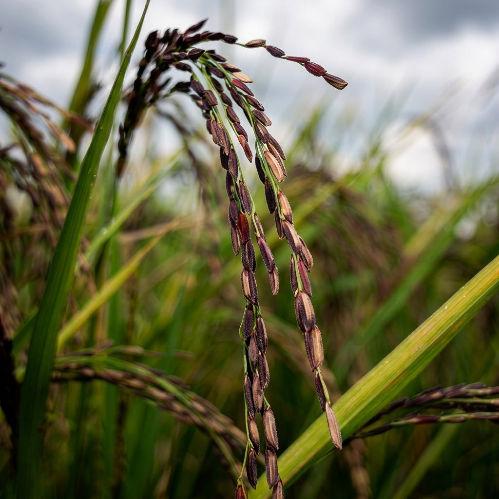 Black Rice Seeds Oryza sativa – Forbidden Rice Heirloom Paddy Grain Seeds for Planting