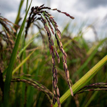 Black Rice Seeds Oryza sativa – Forbidden Rice Heirloom Paddy Grain Seeds for Planting