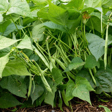 Jacob's Cattle Bean Seeds for Planting – Heirloom Bush Shelling Bean Vegetable Seeds