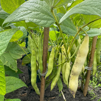 Calypso Bean Orca Seeds for Planting – Heirloom Bush Dry Bean Seeds