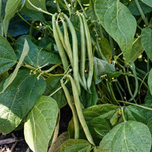 Calypso Bean Orca Seeds for Planting – Heirloom Bush Dry Bean Seeds