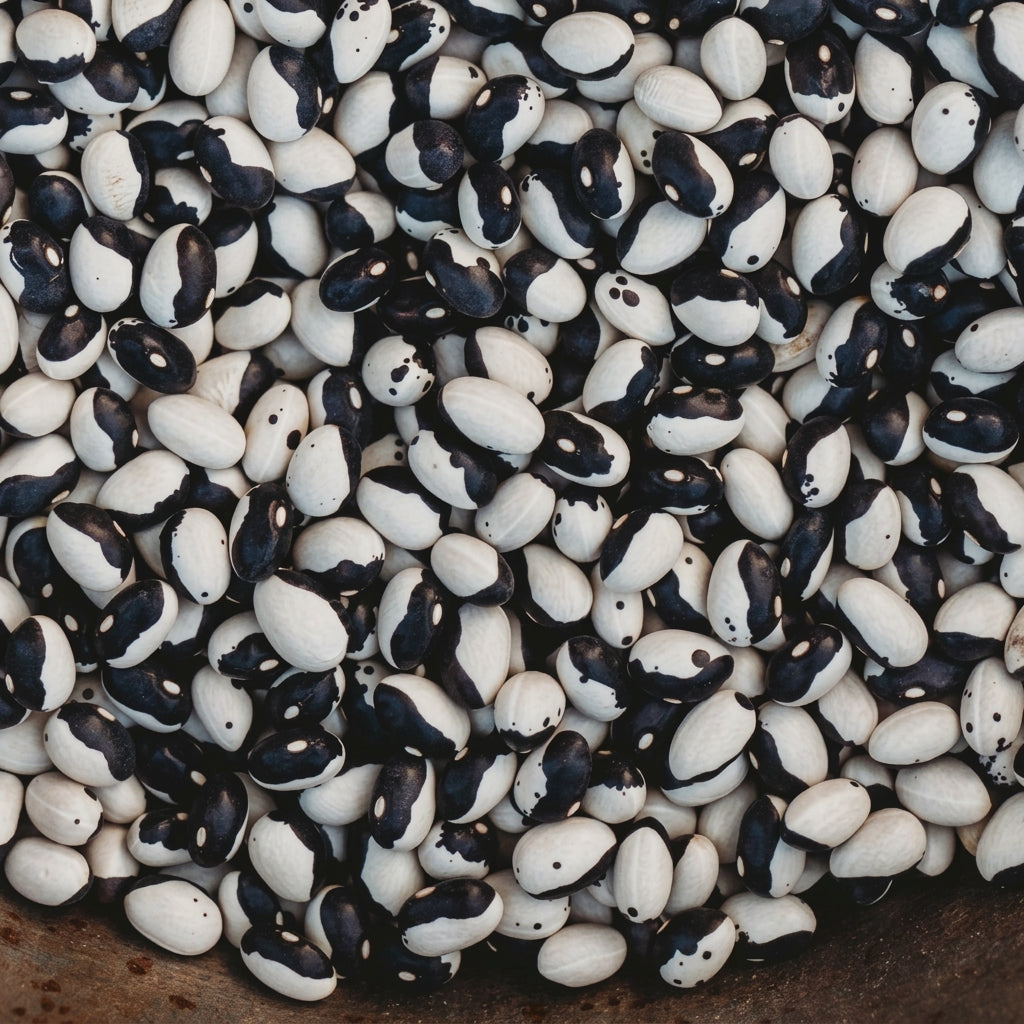 Calypso Bean Orca Seeds for Planting – Heirloom Bush Dry Bean Seeds