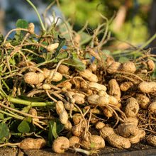 Jumbo Virginia Peanut Seeds for Planting – Productive Groundnut Vegetable Seeds