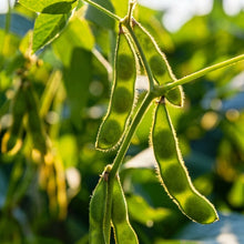 Karikachi Edamame Soybean Seeds – Vegetable Seeds for Home Garden