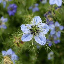 Black Cumin Nigella Sativa Seeds for Planting – Heirloom Kalonji Herb Seeds