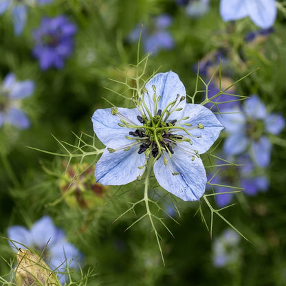 Black Cumin Nigella Sativa Seeds for Planting – Heirloom Kalonji Herb Seeds
