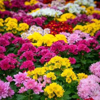 Mixed Color Chrysanthemum Seeds Chrysanthemum morifolium – Perennial Garden Flower Seeds