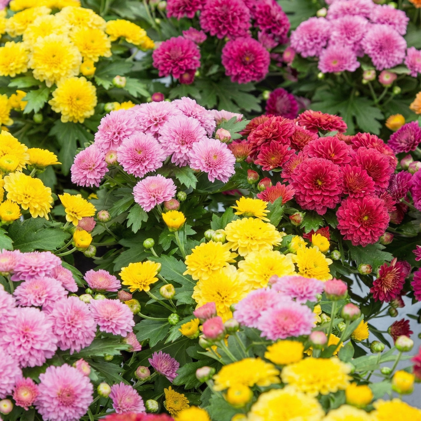 Mixed Color Chrysanthemum Seeds Chrysanthemum morifolium – Perennial Garden Flower Seeds