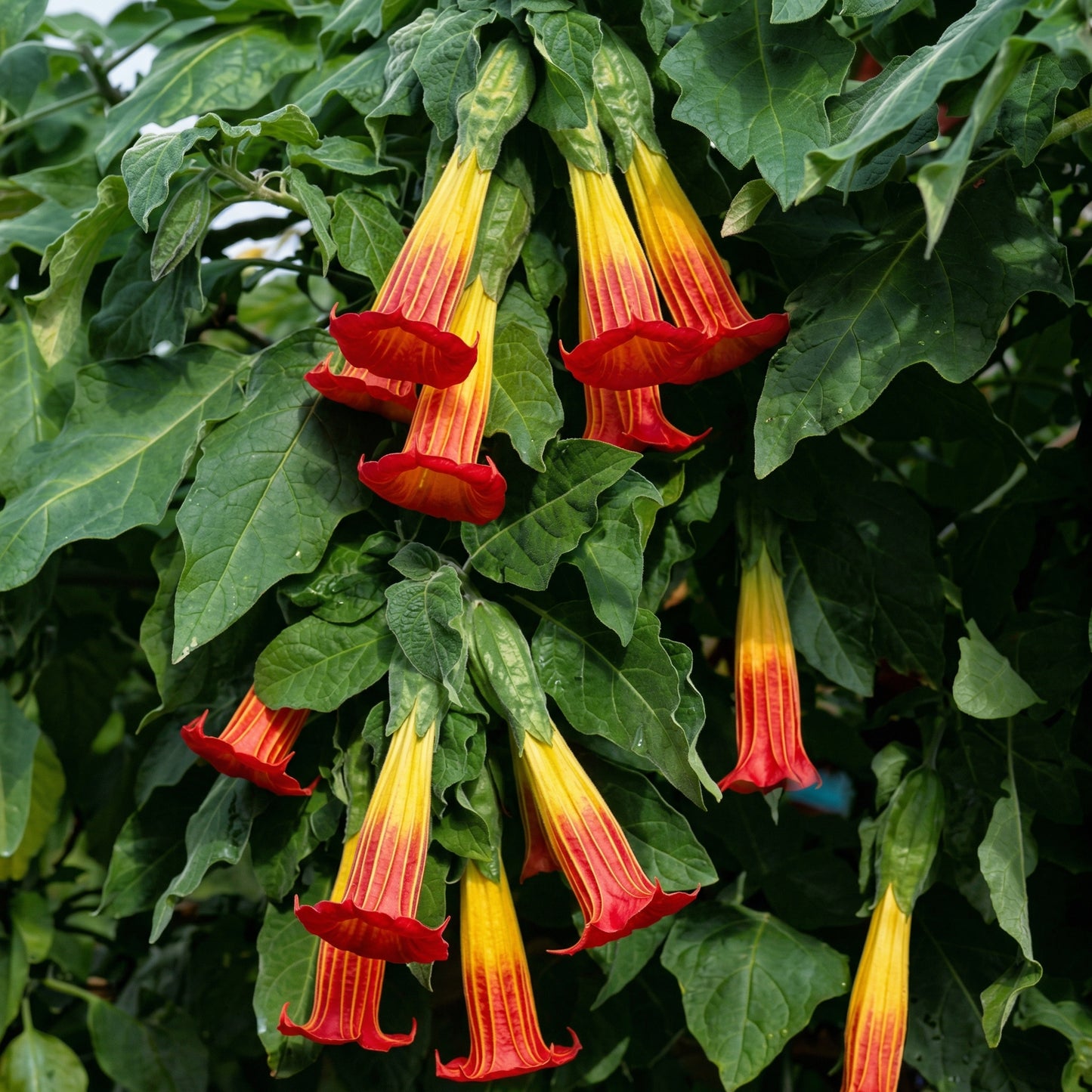 Red Angel's Trumpet Seeds Brugmansia sanguinea – Trumpet Flower Garden Plant Seeds