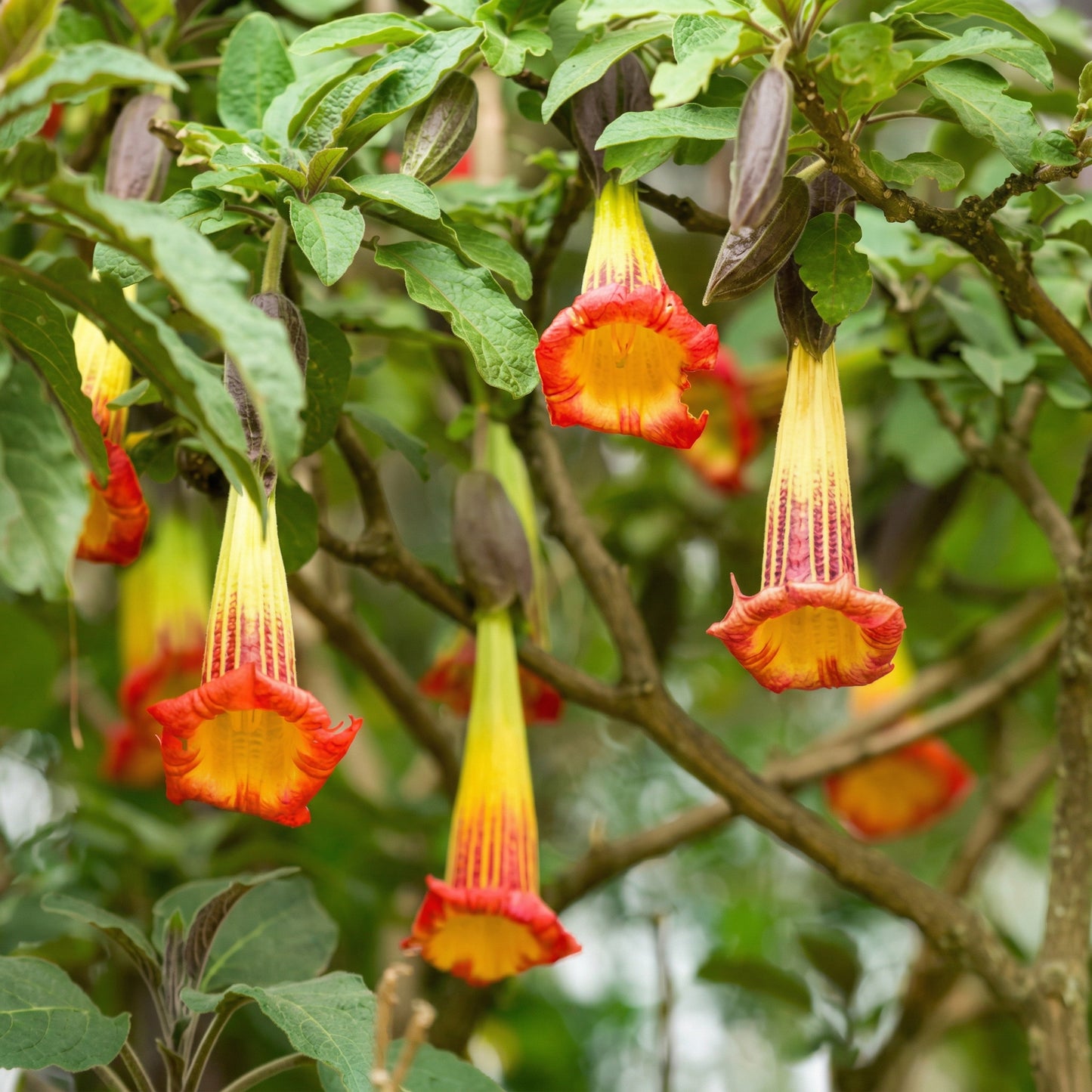 Red Angel's Trumpet Seeds Brugmansia sanguinea – Trumpet Flower Garden Plant Seeds