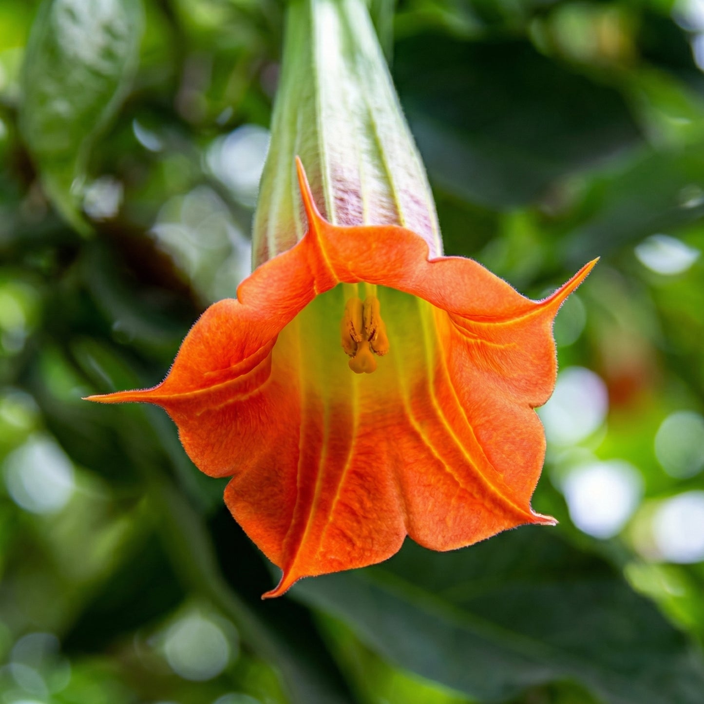 Red Angel's Trumpet Seeds Brugmansia sanguinea – Trumpet Flower Garden Plant Seeds