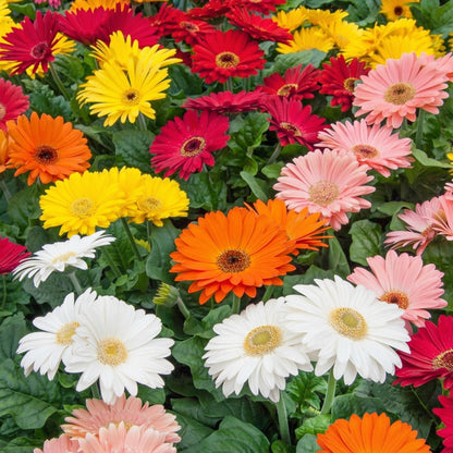 Gerbera Daisy Mixed Seeds – Mixed Color Perennial Flower Seeds for Outdoor Garden