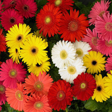 Gerbera Daisy Mixed Seeds – Mixed Color Perennial Flower Seeds for Outdoor Garden