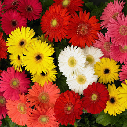 Gerbera Daisy Mixed Seeds – Mixed Color Perennial Flower Seeds for Outdoor Garden