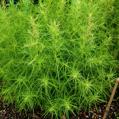 Burning Bush Kochia Seeds Kochia scoparia – Annual Foliage Garden Plant Seeds for Planting