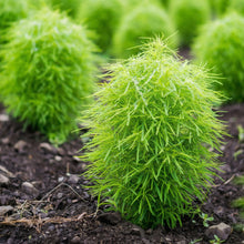Burning Bush Kochia Seeds Kochia scoparia – Annual Foliage Garden Plant Seeds for Planting
