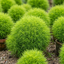 Burning Bush Kochia Seeds Kochia scoparia – Annual Foliage Garden Plant Seeds for Planting