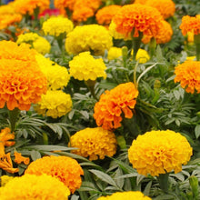 Marigold Seeds Mix – Compact Orange & Yellow Annual Flower Seeds for Planting