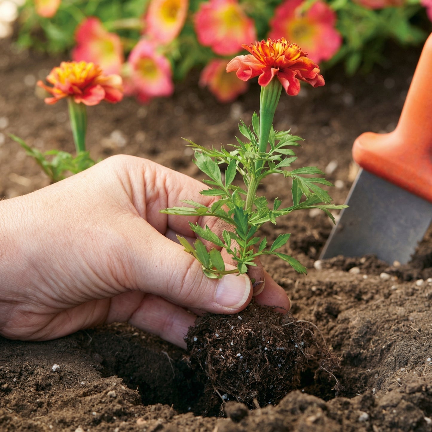 Marigold Seeds Mix – Compact Orange & Yellow Annual Flower Seeds for Planting