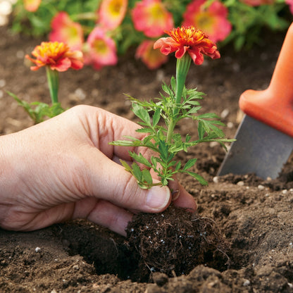 Marigold Seeds Mix – Compact Orange & Yellow Annual Flower Seeds for Planting