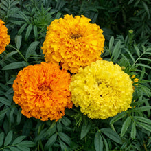 Marigold Seeds Mix – Compact Orange & Yellow Annual Flower Seeds for Planting