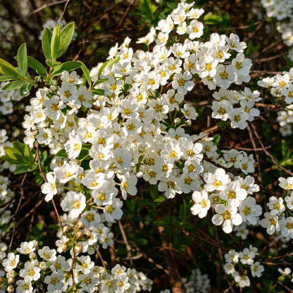 Spiraea thunbergii Seeds – Bridal Wreath White Flowering Garden Plant Seeds