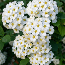 Spiraea thunbergii Seeds – Bridal Wreath White Flowering Garden Plant Seeds
