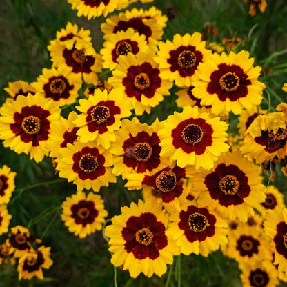 Coreopsis Plains Seeds Coreopsis tinctoria – Annual Wildflower Garden Seeds for Planting