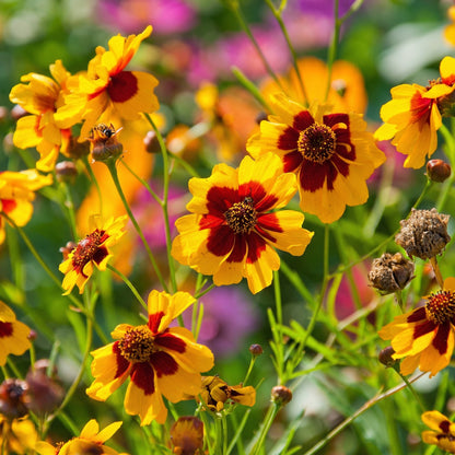 Coreopsis Plains Seeds Coreopsis tinctoria – Annual Wildflower Garden Seeds for Planting