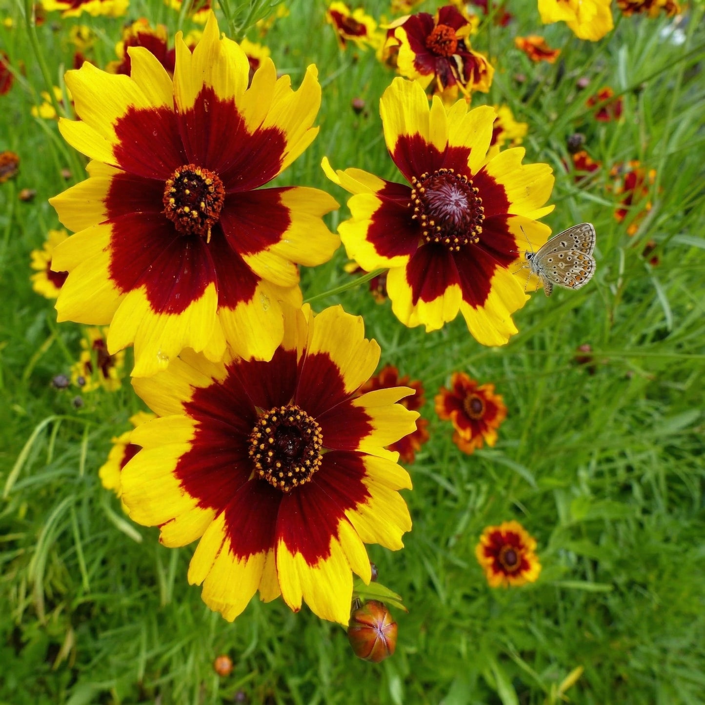Coreopsis Plains Seeds Coreopsis tinctoria – Annual Wildflower Garden Seeds for Planting