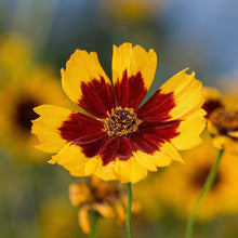 Coreopsis Plains Seeds Coreopsis tinctoria – Annual Wildflower Garden Seeds for Planting