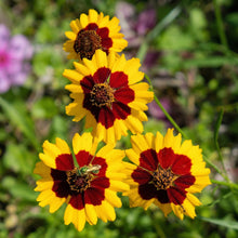 Coreopsis Plains Seeds Coreopsis tinctoria – Annual Wildflower Garden Seeds for Planting