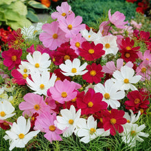 Cosmos Crazy Blend Seeds Cosmos bipinnatus – Mixed Color Annual Flower Seeds