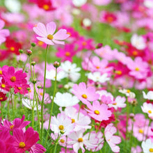 Cosmos Crazy Blend Seeds Cosmos bipinnatus – Mixed Color Annual Flower Seeds