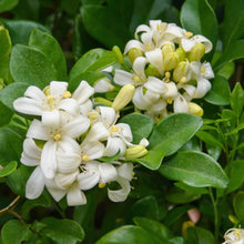 Murraya paniculata Seeds – Fragrant Orange Jasmine Evergreen Garden Plant Seeds