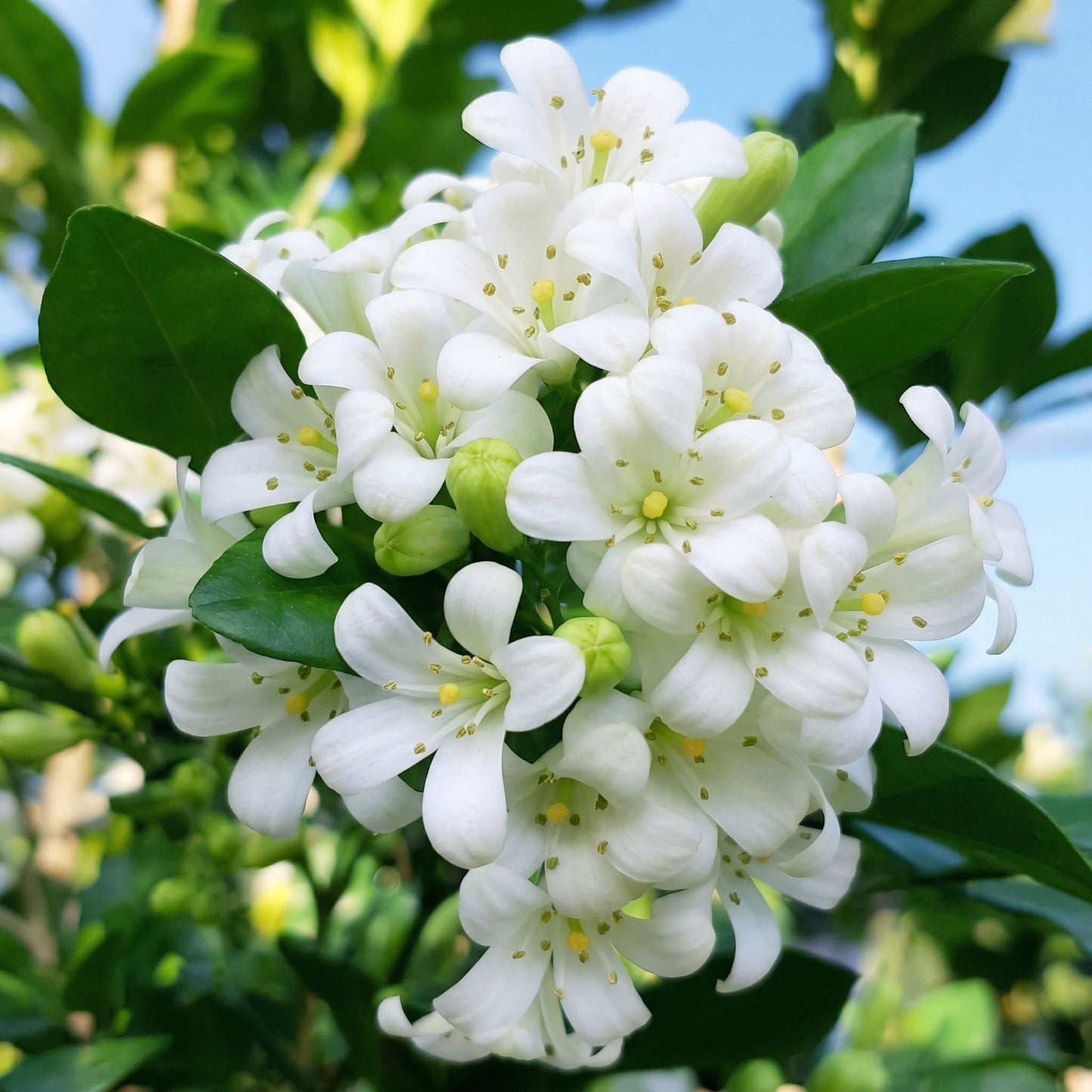 Murraya paniculata Seeds – Fragrant Orange Jasmine Evergreen Garden Plant Seeds