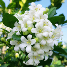 Murraya paniculata Seeds – Fragrant Orange Jasmine Evergreen Garden Plant Seeds