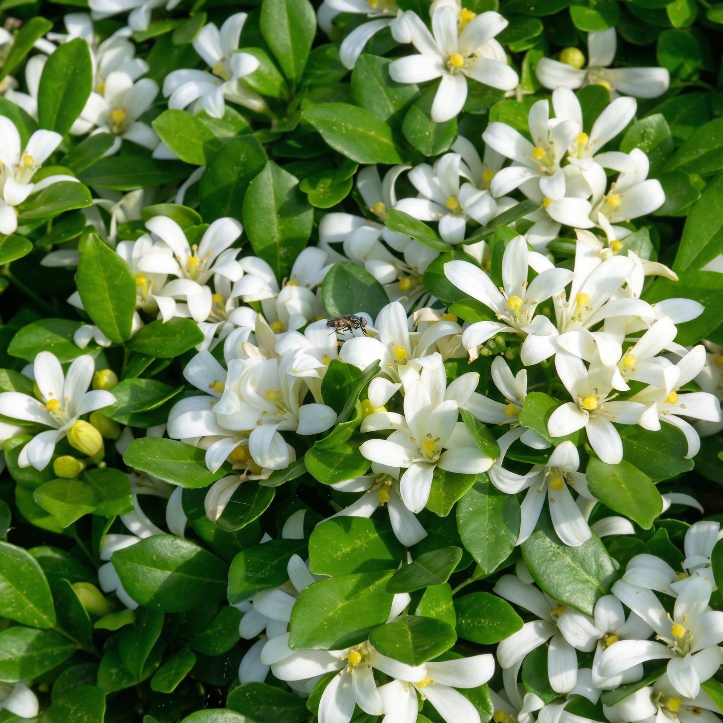 Murraya paniculata Seeds – Fragrant Orange Jasmine Evergreen Garden Plant Seeds