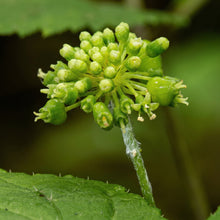 American Ginseng Seeds Panax quinquefolius – Stratified Perennial Garden Plant Seeds