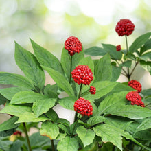 American Ginseng Seeds Panax quinquefolius – Stratified Perennial Garden Plant Seeds