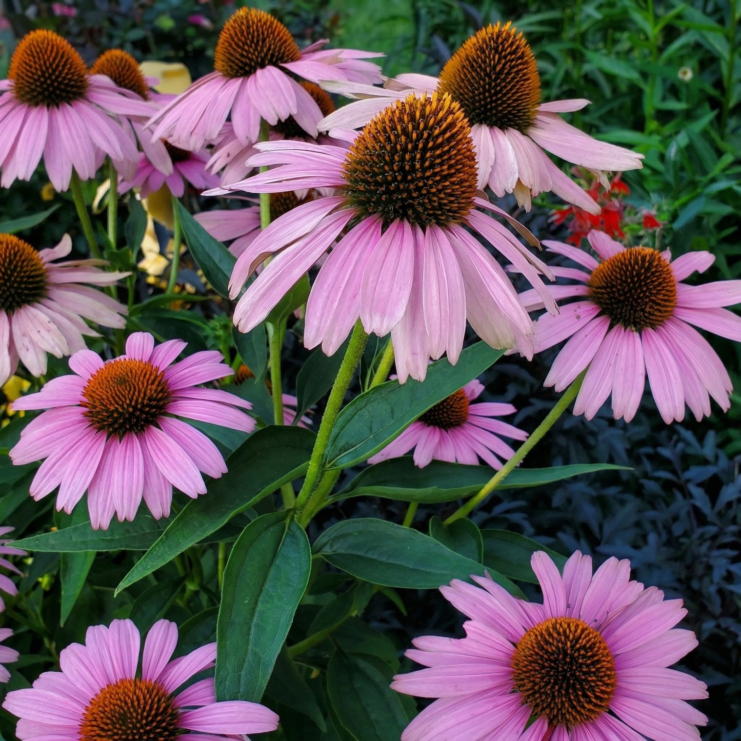 Echinacea Coneflower Seeds – Perennial Coneflower Garden Flower Seeds for Planting