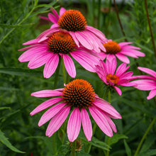 Echinacea Coneflower Seeds – Perennial Coneflower Garden Flower Seeds for Planting