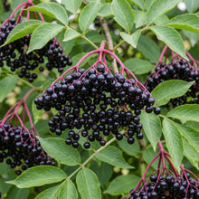 American Black Elderberry Seeds Sambucus nigra – Flowering Garden Plant Seeds for Planting