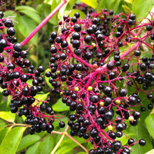 American Black Elderberry Seeds Sambucus nigra – Flowering Garden Plant Seeds for Planting
