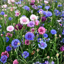Mixed Cornflower Seeds Centaurea cyanus Bachelor Button – Mixed Color Annual Flower Seeds