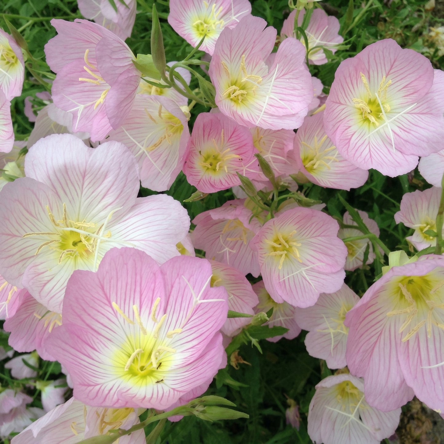 Evening Primrose Seeds Oenothera speciosa – Perennial Pink Flower Seeds for Planting