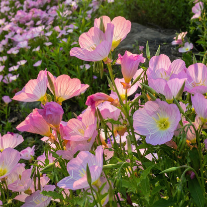 Evening Primrose Seeds Oenothera speciosa – Perennial Pink Flower Seeds for Planting